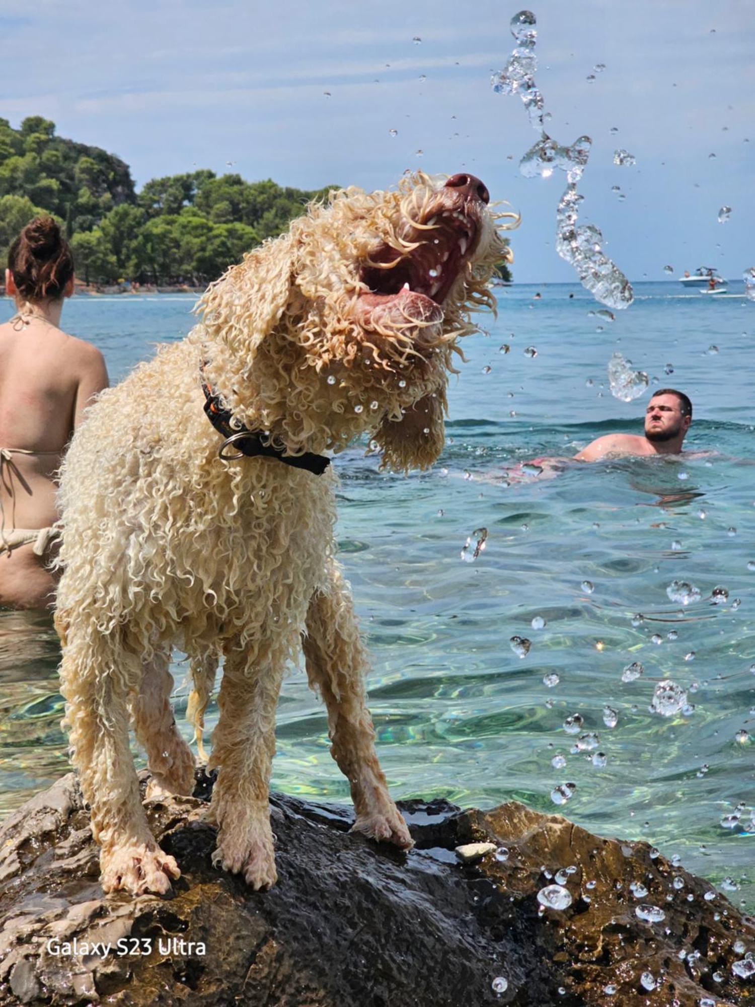 Vila Tena Rovinj Croatia エクステリア 写真